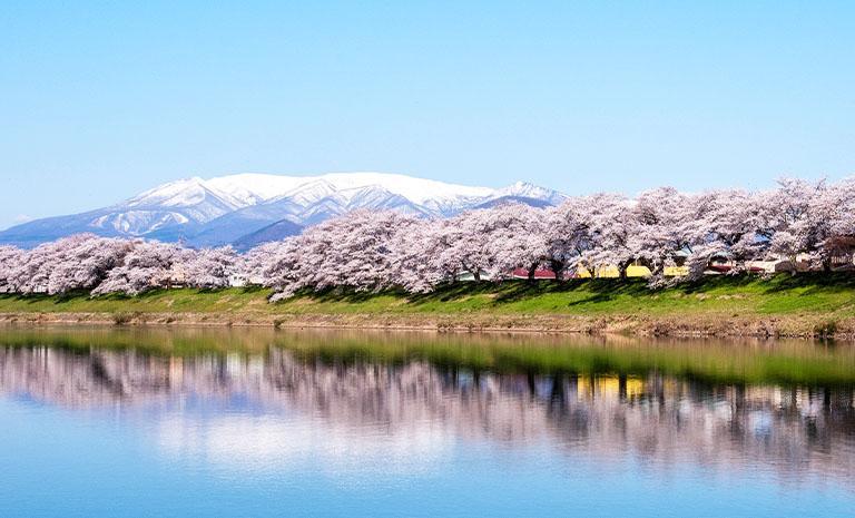 東北．櫻沐白鶴城7日(春季賞櫻) - 【星曜日本】海濱花宴．白石川千本櫻．春映松島灣．5星東京奢宿