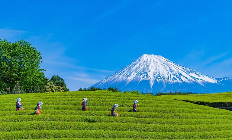 關東．箱根三井豪華7日(冬季) - 【星曜日本】富士抹茶巡航．賽車博物館．河口湖達洋貓．5星東京