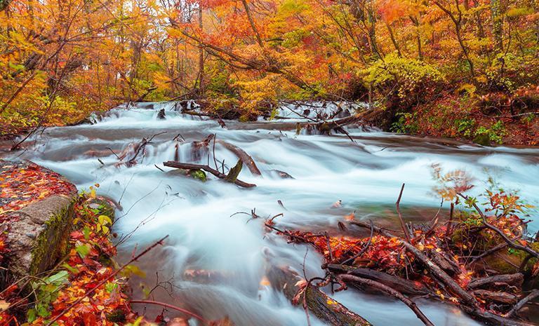東北．楓染奧入瀨溪7日(秋季賞楓) - 【星曜日本】緋色弘前城．絕美藍調田澤湖．風雅溫泉御宿