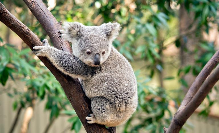 澳洲．親子闖天涯7日(親子團1+1服務) - 黃金海岸夢幻世界．無尾熊相見歡．水陸兩棲觀光船