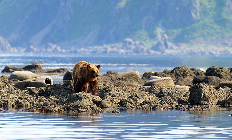 北海道．熊偉道東7日(夏季) - 知床賞熊船．釧路溼原綠境．札幌燦夜．鶴雅暖湯宿