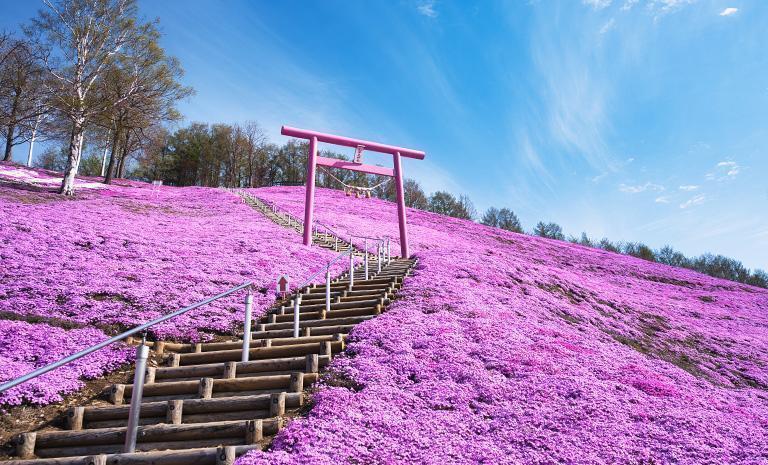 北海道．芝櫻粉艷花海7日(春季) - 【星曜日本】繽紛鬱金香．燦黃油菜花．知床遊船．森翠層雲峽