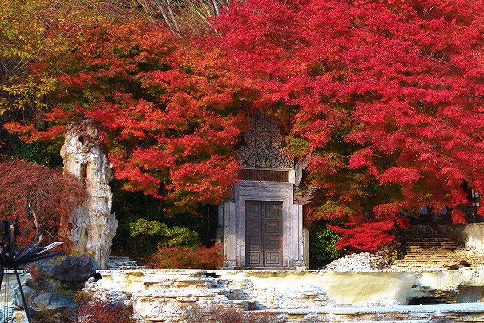 紅葉燦燦．楓華濃烈