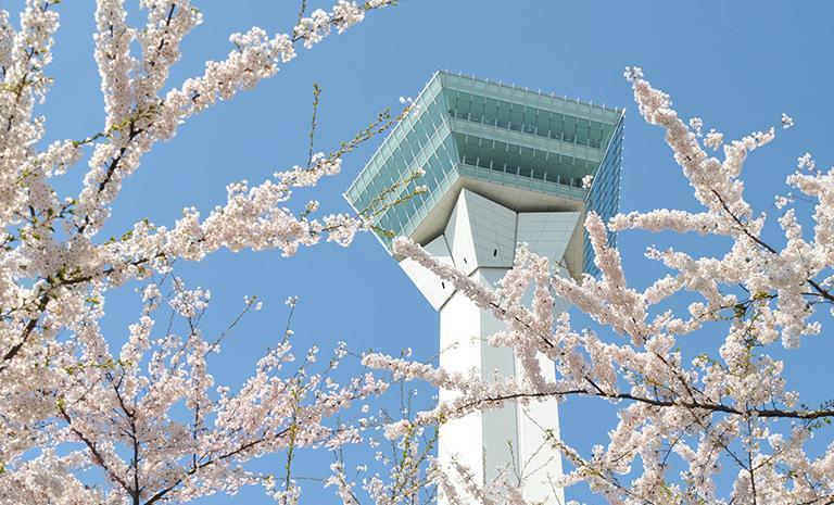 北海道．櫻星五稜郭7日(春季賞櫻) - 【星曜日本】札幌神宮花海．緋染松前城．小樽運河．二世谷尊宿