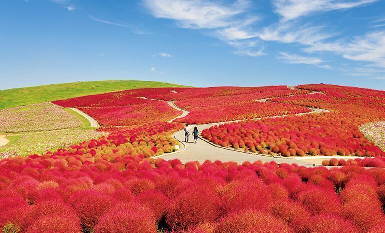 東北.藏王漫天緋紅7日(秋季賞楓) - 溫泉風雅御宿.掃帚草火精靈.五色沼楓光